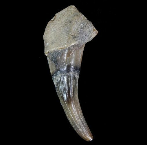 Fossil Odontocete (Toothed Whale) Tooth - Maryland #71111